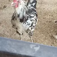خروس گلین چهل تاج اصل