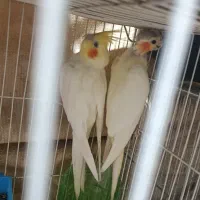 جفت عروس