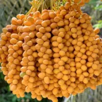 خارک برحی درجه ۱