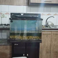 اکواریوم بالوازم وتزئینات