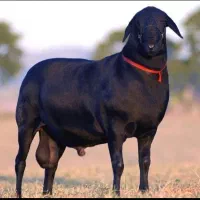 گوسفند زنده افشار