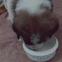 سگ سراب اصیل