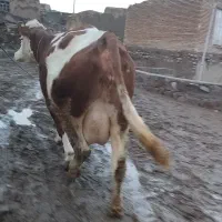 گاو سمینتال ابستن شیری