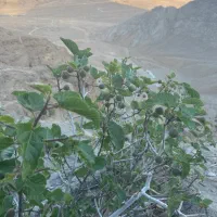 خط تلفن محدوده بلوارکشاورز