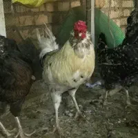 مرغ و خروس گلین