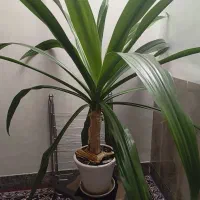 گل طبیعی