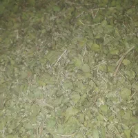 آویشن تخم شیرازی