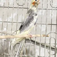 عروس هلندی مولد