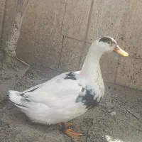 اردک نر دو رگه جوان تازه بالغ شده