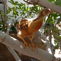 جوجه محلی