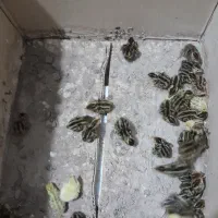 انواع دستگاه مطابق ب ا تصویر