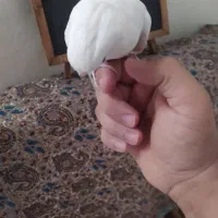 عروس هلندی سخنگو