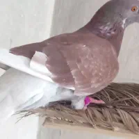 کبوتر معاوزه هم میکنم