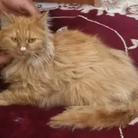 گربه|گربه|شیروان (خراسان), |دیوار