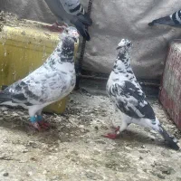 کفتر گلی