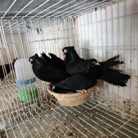 زاغ ابادانی سیاه عطیقه