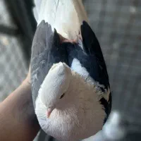 کفتر دوکت سیاه عالی