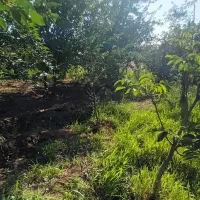 چند قطعه باغ واقع در روستای هیراب