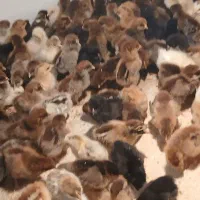 بلدرچین جوجه بلدرچین گلپایگانی  جوجه
