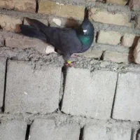 کبوتر قره