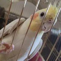 عروس هلندی نر و ماده|پرنده|ماهدشت, |دیوار