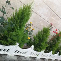 فروش درخت کاج