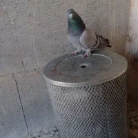 کفتر|پرنده|جونقان, |دیوار
