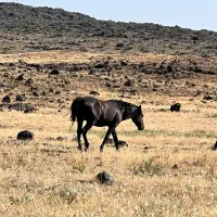 اسب نریان در ماکو
