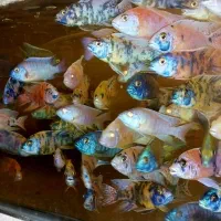 ماهی گوشتخوار
