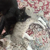واگذاری  ۲گربه نر .سیاه ۷ماه.وببری ۴ماهه