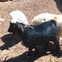 چبش