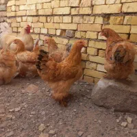 مرغ و خروس برهما