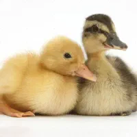 اردک دو ماه و نیمه