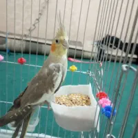 یک عدد عروس هلندی