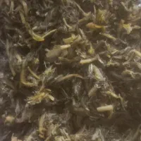 کاسنی بش شیرین شده