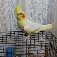 عروس هلندی ماده بالغ