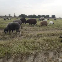 گوسفند زنده با قصاب مجرب