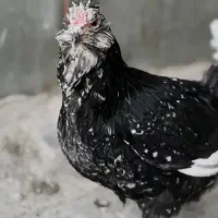مرغ گلین