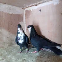 کفتر جفتگاه ذات دار