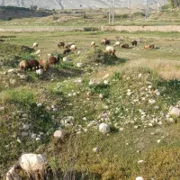 بززایده|حیوانات مزرعه|دهدشت, |دیوار