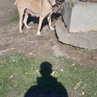 ماده سرابی توله شرور