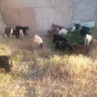 ۱۸راس بزغاله نرو ماده دونه ای ۸نیم