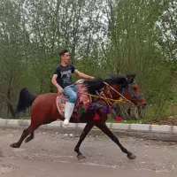 اسب|اسب و تجهیزات اسبسواری|مهاباد (آذربایجان غربی), |دیوار