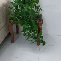 گل پتوس