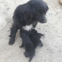 سگ پاکوتا