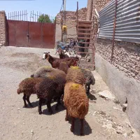 فروش گوسفند