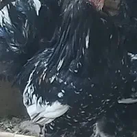 خروس