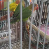 کوتوله|پرنده|سبزوار, شرق کال میانی|دیوار