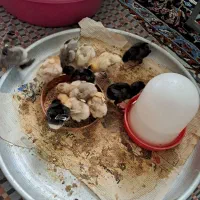 جوجه لاری|حیوانات مزرعه|ماهدشت, |دیوار