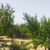 باغ-ویلا-بزرگ-و-دلباز